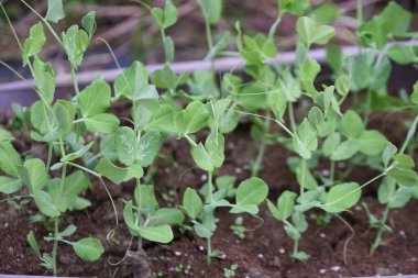 Sebze bahçesinde bezelye yetiştirme. Ekim ayında tohumlar gelecek yılın baharında ekildi. Kapsüller yumuşak ve hem fasulye hem de kapsül yiyebilirsin..
