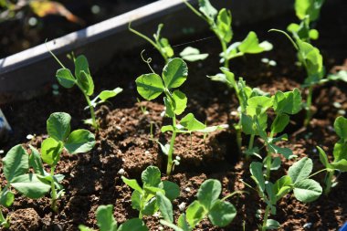 Sebze bahçesinde bezelye yetiştirme. Ekim ayında tohumlar gelecek yılın baharında ekildi. Kapsüller yumuşak ve hem fasulye hem de kapsül yiyebilirsin..