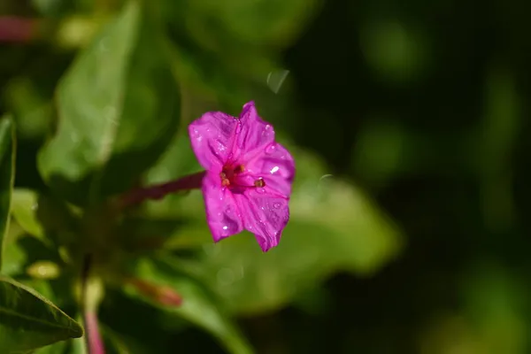 Maravilla Perú Flores Originaria Sudamérica Nyctaginaceae Plantas Perennes Hoja Perenne — Foto de Stock