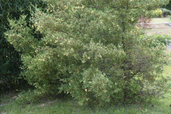 Chamaecyparis Obtusa Globosa Variegata Ist Eine Sorte Aus Der Familie — Stockfoto