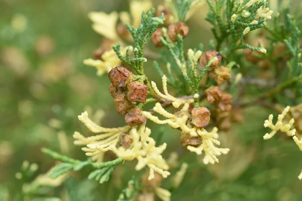 Chamaecyparis Obtusa Globosa Variegata Cupressaceae Család Egyik Kultúrája Örökzöld Tűlevelű — Stock Fotó