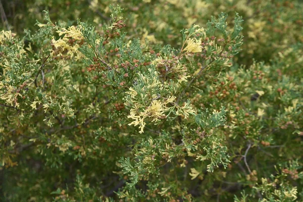 Chamaecyparis Obtusa Globosa Variegata Uma Cultivar Família Cupressaceae Uma Conífera — Fotografia de Stock