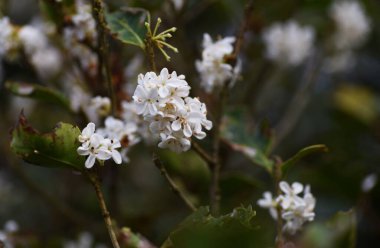 Gümüş osmanthus çiçekleri. Oleaceae her zaman yeşildir. Eylül 'den Ekim' e kadar küçük beyaz kokulu çiçekler açar..