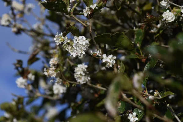 Srebrne Kwiaty Osmantu Oleaceae Wiecznie Zielone Drzewo Małe Białe Pachnące — Zdjęcie stockowe