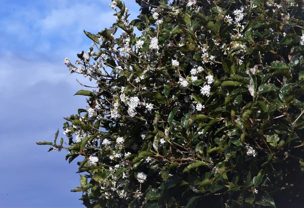 은백색의 꽃이다 상록수 Oleaceae 상록수 월부터 월까지 — 스톡 사진