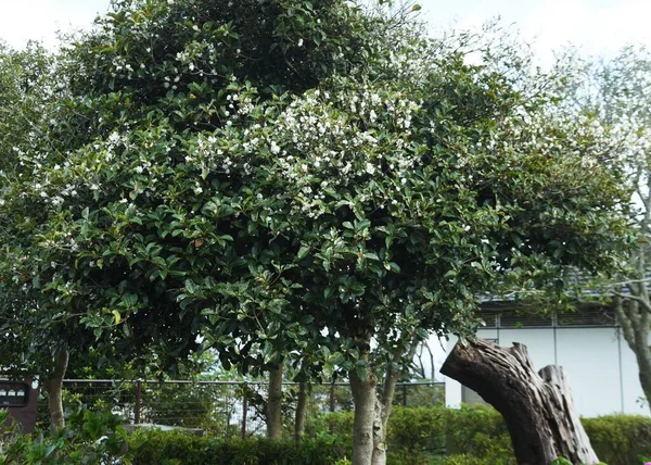 Fleurs Osmanthus Argentées Oleaceae Arbre Sempervirent Petites Fleurs Blanches Parfumées — Photo