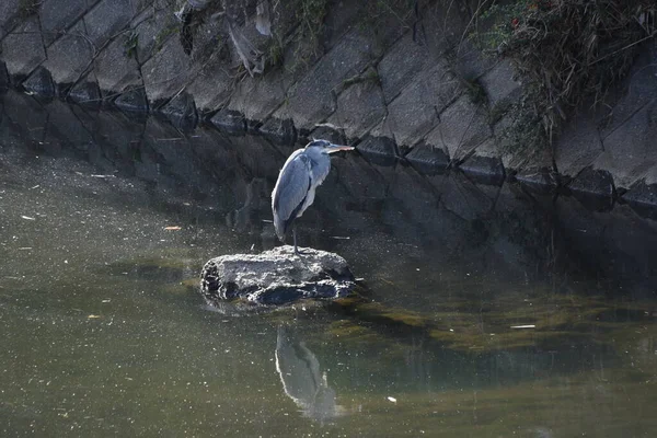 Een Grijze Reiger Een Beek Pelecaniformes Ardeidae Vissen Amfibieën Vangen — Stockfoto