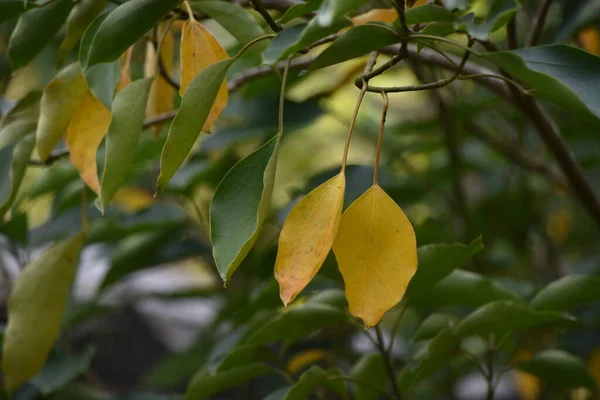 Желтые Листья Dendropanax Trifidus Растение Вечнозеленое Дерево Araliaceae Называется Kakure — стоковое фото