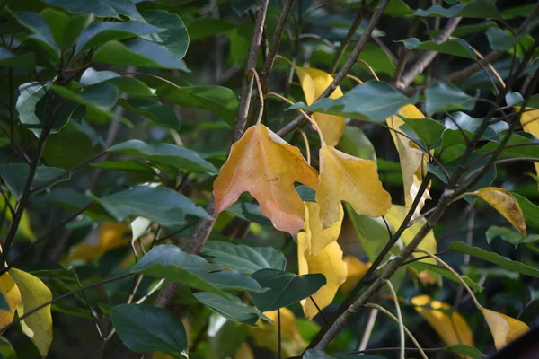 Gelbe Blätter Von Dendropanax Trifidus Diese Pflanze Ist Ein Immergrüner — Stockfoto