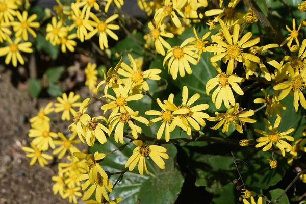 Fiori Giapponesi Foglia Argento Piante Sempreverdi Delle Asteraceae Fioriscono Fiori — Foto Stock