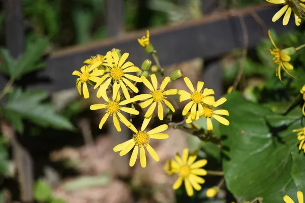 Japon Gümüş Yapraklı Çiçekleri Asteraceae Evergreen Bitkileri Kış Başında Sarı — Stok fotoğraf