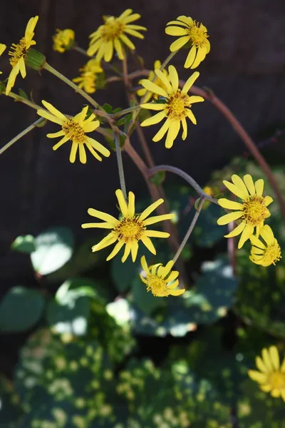 Японские Цветы Серебряного Листа Растения Asteraceae Evergreen Цветут Желтыми Цветами — стоковое фото
