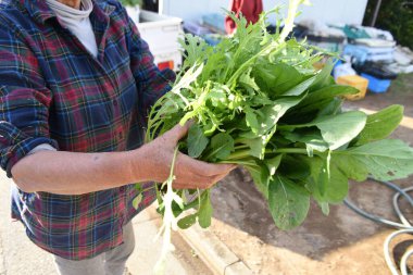  Çiftlik işi sahnesi. Sebze toplama ve nakliyeye hazırlık..