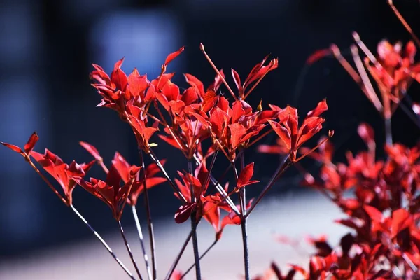 Осенние Листья Enkianthus Perulatus Эриковые Лиственные Кустарники Дерево Можно Насладиться — стоковое фото