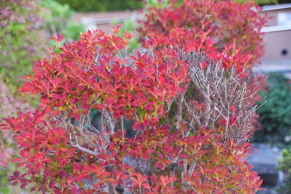 Осенние Листья Enkianthus Perulatus Эриковые Лиственные Кустарники Дерево Можно Насладиться — стоковое фото