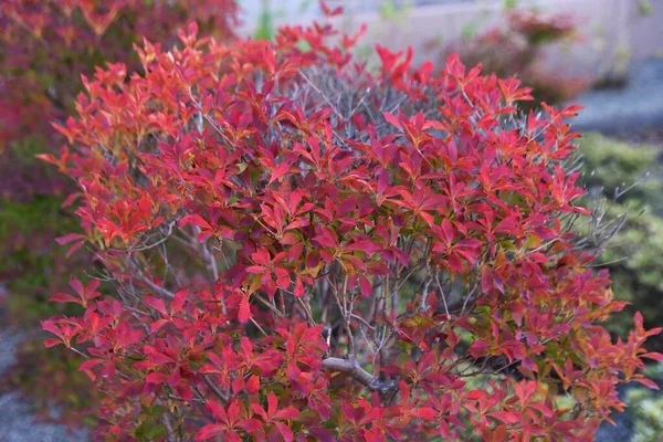 Folhas Outono Enkianthus Perulatus Ericaceae Arbusto Decíduo Uma Árvore Onde — Fotografia de Stock