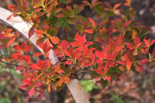 Feuilles Automne Enkianthus Perulatus Ericaceae Arbuste Feuilles Caduques Arbre Vous — Photo