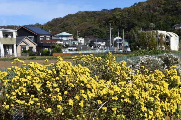 Μικρό Χρυσάνθεμο Λουλούδι Τυπικά Λουλούδια Στην Ιαπωνία Είναι Άνθη Κερασιάς — Φωτογραφία Αρχείου