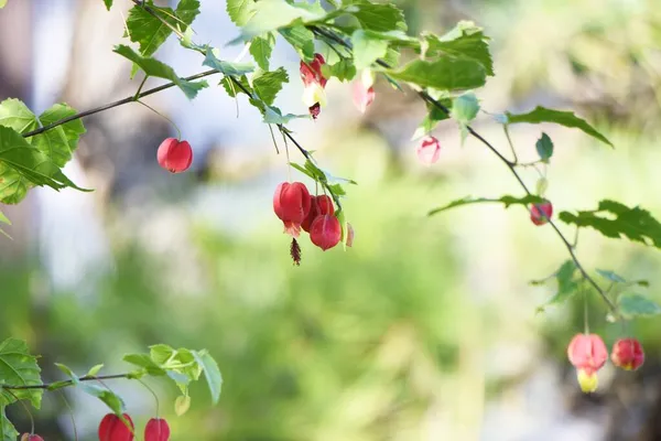 Malvaceae Evergreen Vine Buske Ursprunglig Till Brasilien Den Blommande Tiden — Stockfoto