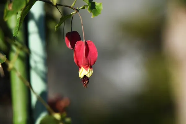 Malvaceae Evergreen Vine Buske Ursprunglig Till Brasilien Den Blommande Tiden — Stockfoto