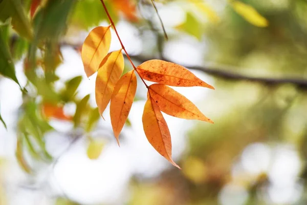 Folhas Outono Árvore Cera Japão Anacardiaceae Arbusto Caduco — Fotografia de Stock