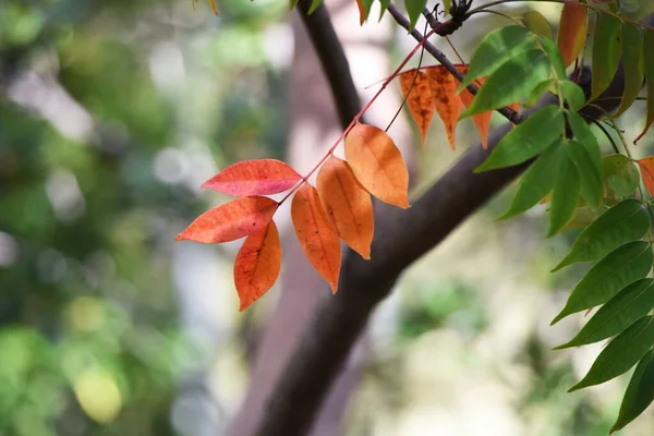 Hojas Otoño Del Árbol Cera Japón Anacardiaceae Arbusto Caducifolio — Foto de Stock