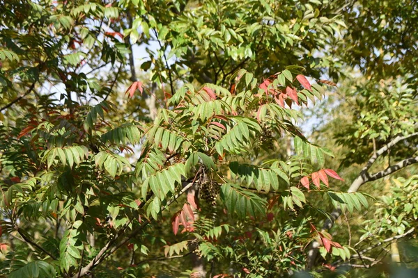 Φθινοπωρινά Φύλλα Ιαπωνικής Κερασιάς Φυλλοβόλος Θάμνος Των Anacardiaceae — Φωτογραφία Αρχείου