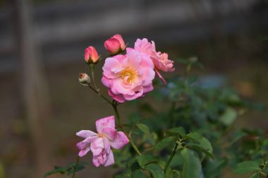 Gül çiçekleri. Güller tüm yıl boyunca tadını çıkarabileceğiniz çiçeklerdir, ve çiçeklerin dili aşk ve güzelliktir..
