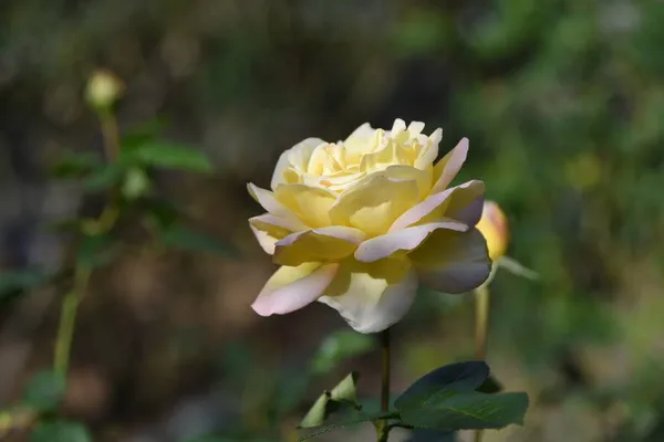 Flores Rosa Las Rosas Son Flores Que Pueden Disfrutar Durante —  Fotos de Stock