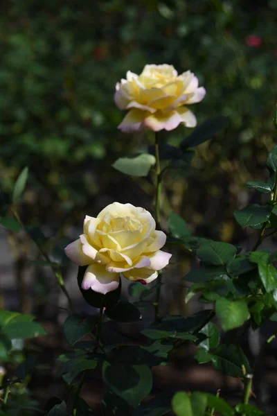 玫瑰花 玫瑰是一年四季都可以欣赏的花 花的语言是爱和美 — 图库照片