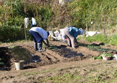 Sebze bahçesinde çalışma sahnesi. Soğan fideleri ekiyorum..