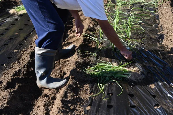 Scene Working Vegetable Garden Planting Onion Seedlings — Stock Photo, Image