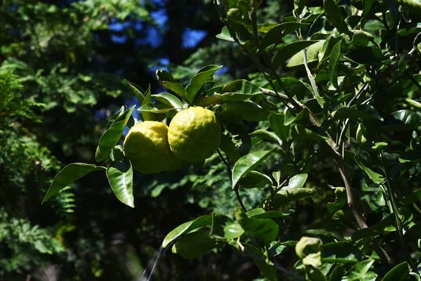 Citrus Junos Вечнозелёный Кустарник Rutaceae Японии Называют Yuzu Юдзу Сок — стоковое фото