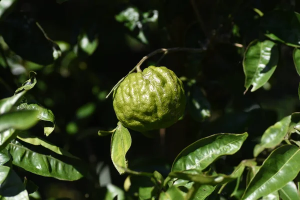 Citrus Junos Rutaceae Evergreen Fundalığıdır Japonya Ona Yuzu Denir Yuzu — Stok fotoğraf