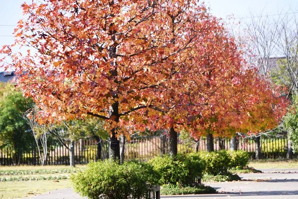 Осіннє Листя Американської Солодкої Гумки Листяне Дерево Altingiaceae — стокове фото