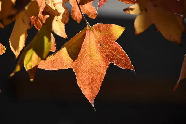 Herbstblätter Von American Sweetgum Altingiaceae Laubbaum — Stockfoto
