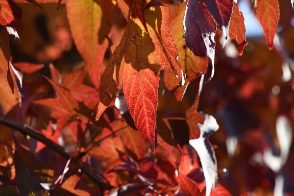 Herbstblätter Von American Sweetgum Altingiaceae Laubbaum — Stockfoto
