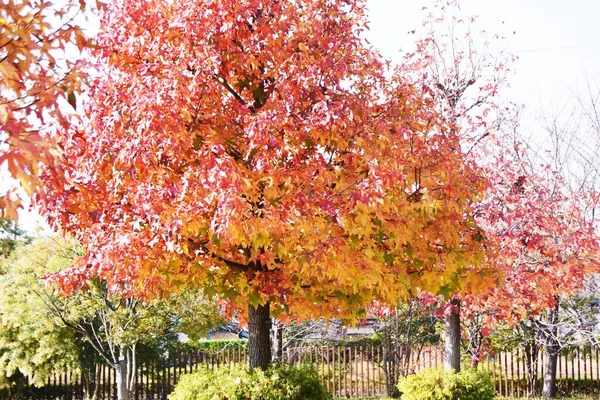 Autumn Leaves American Sweetgum Altingiaceae Deciduous Tree — Stock Photo, Image