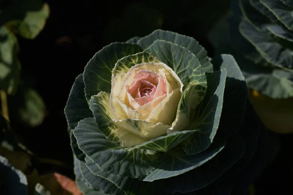 Floração Couve Uma Planta Perene Brassicaceae Que Usado Para Canteiros — Fotografia de Stock