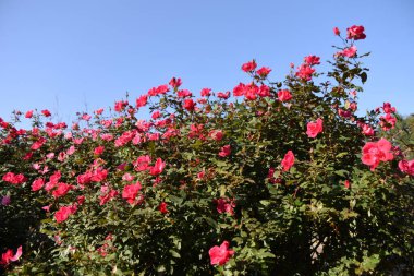 Gül bahçesinde gül çiçekleri. Güller tüm yıl boyunca tadını çıkarabileceğiniz çiçeklerdir..