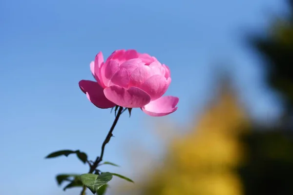 Kwiaty Róży Ogrodzie Różanym Róże Kwiaty Które Można Cieszyć Się — Zdjęcie stockowe