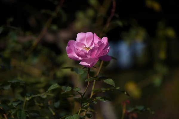 Roseové Květiny Růžové Zahradě Růže Jsou Květiny Které Můžete Vychutnat — Stock fotografie
