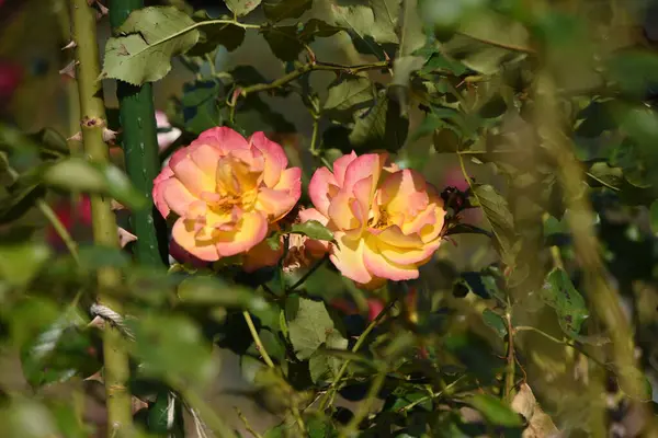 Flores Rosas Jardín Rosas Las Rosas Son Flores Que Pueden —  Fotos de Stock