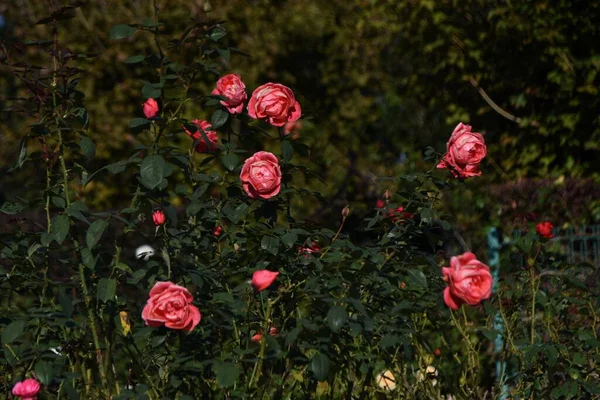 玫瑰在玫瑰花园里绽放 玫瑰是一年四季都可以欣赏的花 — 图库照片