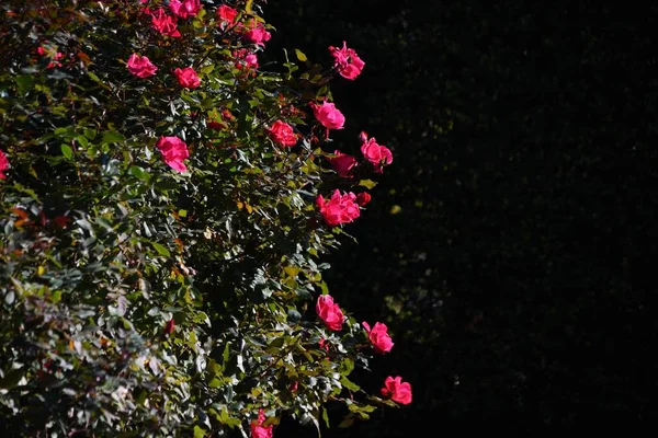 정원에 장미는 수있는 꽃이다 — 스톡 사진