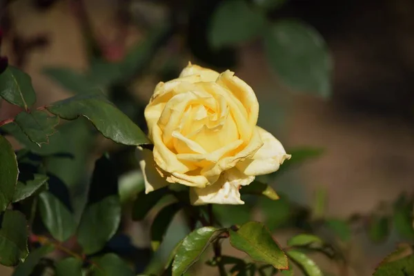 Flores Rosas Jardín Rosas Las Rosas Son Flores Que Pueden —  Fotos de Stock