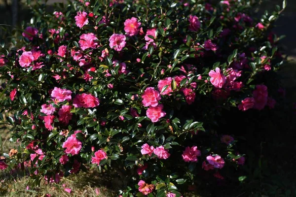 Flores Sasanqua Theaceae Árvore Perene Que Floresce Flores Vermelhas Rosa — Fotografia de Stock