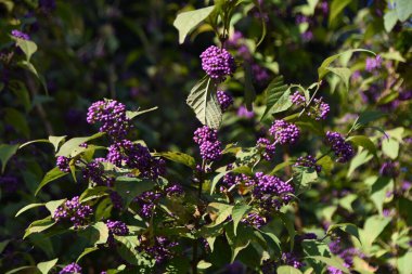 Japanese beautyberry berries. Lamiaceae deciduous shrub flowers bloom around June and ripen in beautiful purple in autumn. clipart