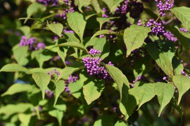 Japon böğürtlenleri. Lamiaceae yaprak döken çalı çiçekleri Haziran 'da açar ve sonbaharda güzel mor renkte olgunlaşır..
