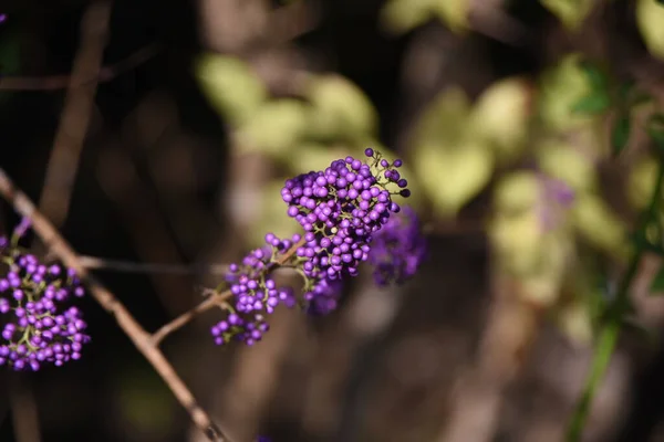 Japanese Beautyberry Berries Lamiaceae Deciduous Shrub Flowers Bloom June Ripen — Stock Photo, Image